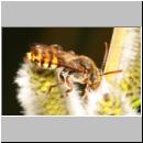 x-Nomada lathburiana m01b.jpg